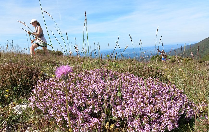 TRAIL DU GRAND LUBERON 2024 : 13° ETAPE DANS L’INTIMITE DE LA PROVENCE