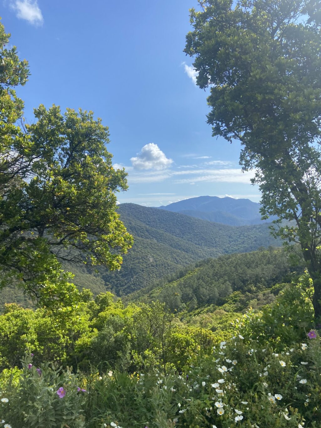 Trail des Maures 2025 – Du nouveau sous les châtaigniers