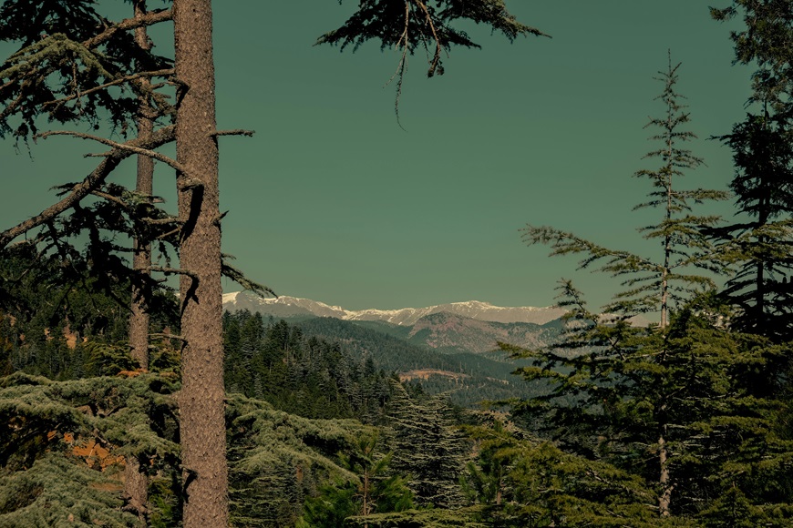 CEDRUS et le Challenge des Trails de Provence : Saison 2026